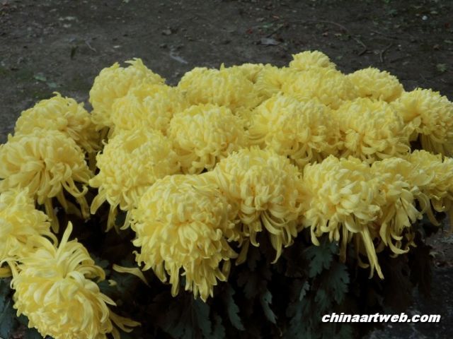  chrysanthemum 6
