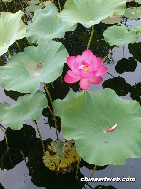 lotus flower and water lily 1