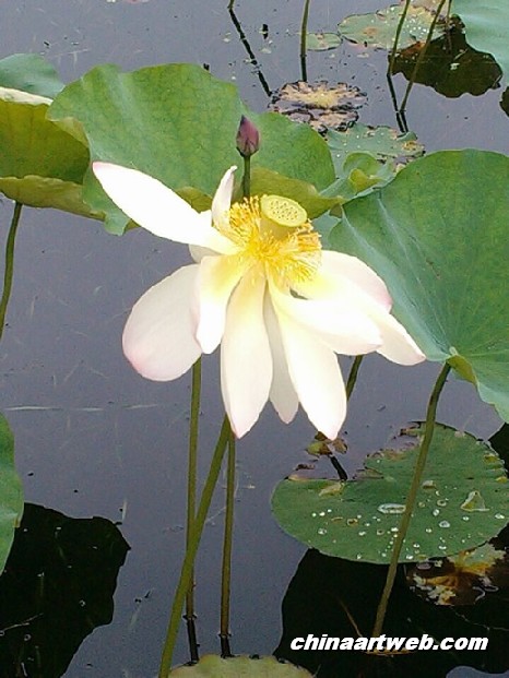 lotus flower and water lily 2