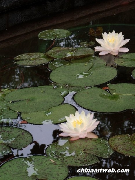 lotus flower and water lily 3
