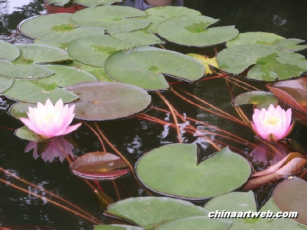 lotus flower and water lily 4