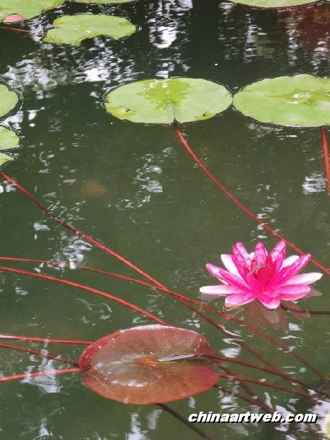 lotus flower and water lily 5