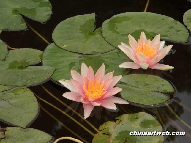 lotus flower and water lily 6