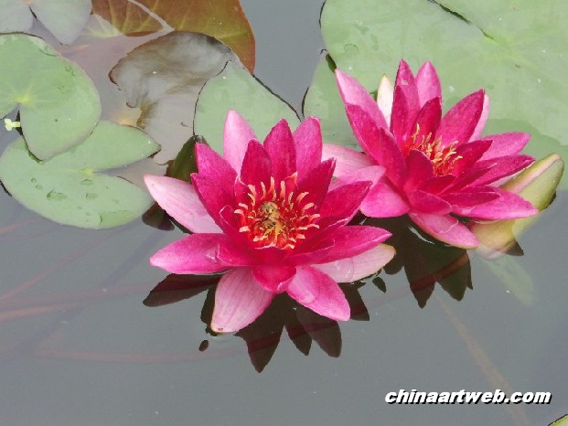 lotus flower and water lily 7
