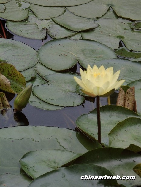lotus flower and water lily photos 8