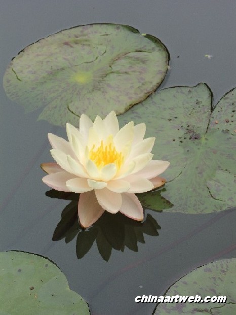 lotus flower and water lily photos 9