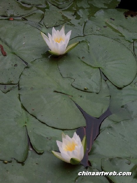 lotus flower and water lily photos 10