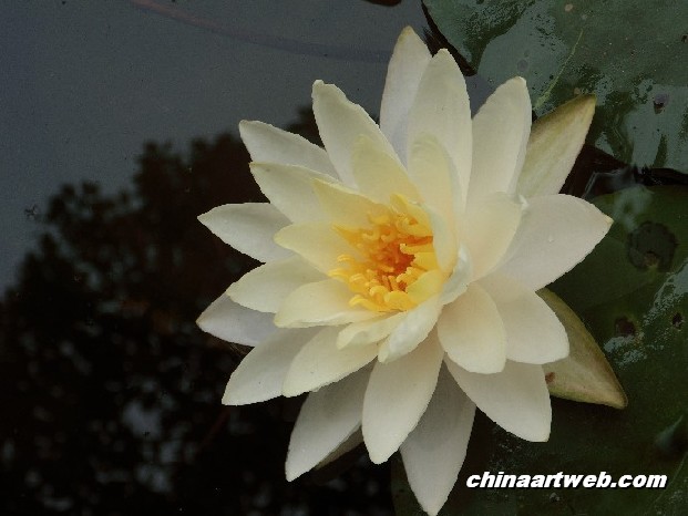 lotus flower and water lily photos 11