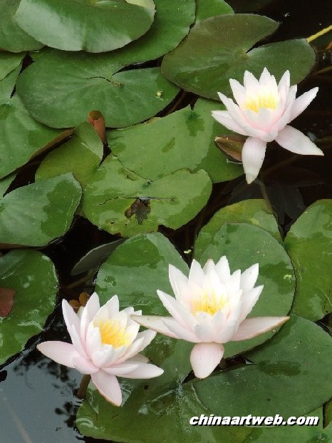 lotus flower and water lily photos 12