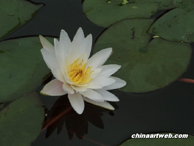 lotus flower and water lily photos 13
