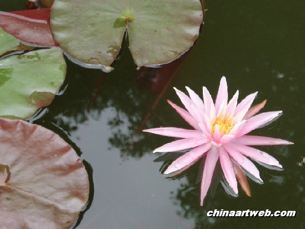 lotus flower and water lily photos 14