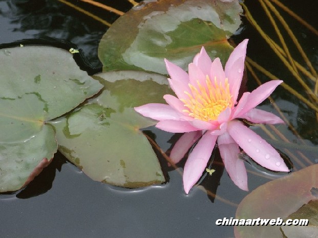 lotus flower and water lily photos 15