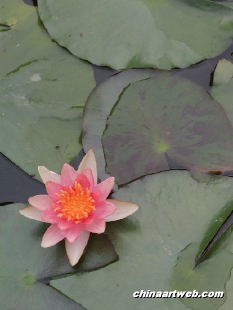 lotus flower and water lily photos 16