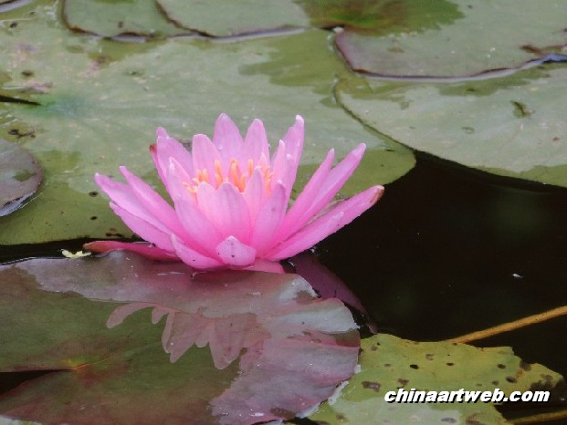 lotus flower and water lily photos 17