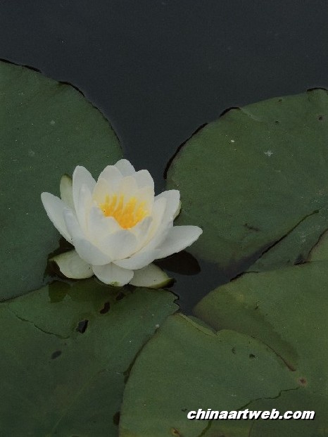 lotus flower and water lily photos 18
