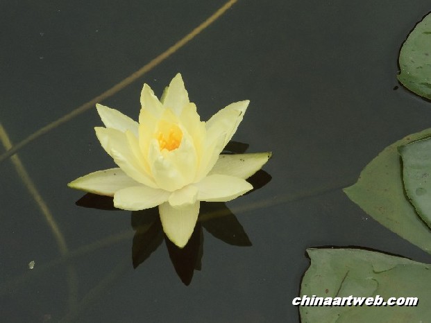 lotus flower and water lily photos 19