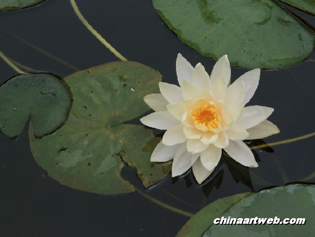 lotus flower and water lily photos 20