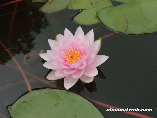 lotus flower and water lily photos 21