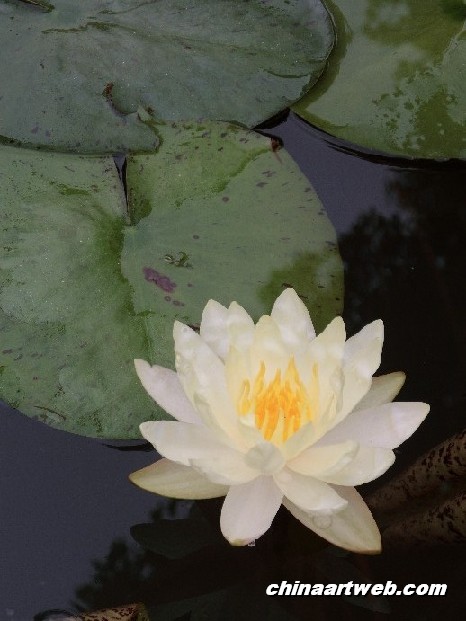 lotus flower and water lily photos 22