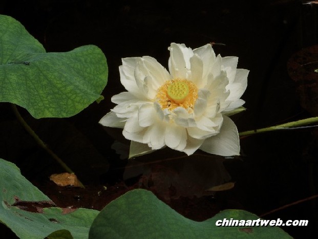 lotus flower and water lily photos 24