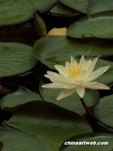 lotus flower and water lily photos 25