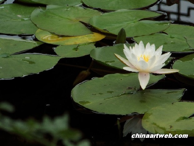 lotus flower and water lily photos 26