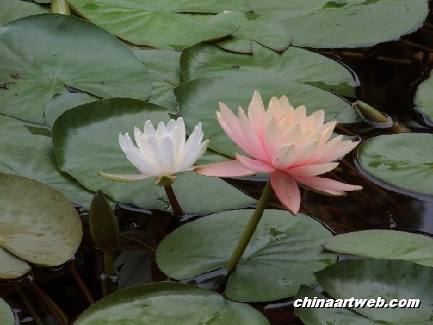 lotus flower and water lily photos 27