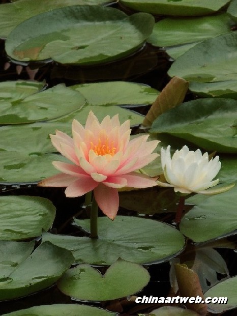 lotus flower and water lily photos 28