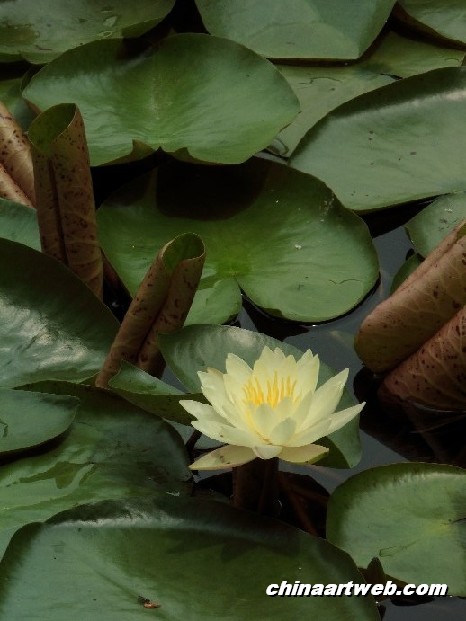 lotus flower and water lily photos 29