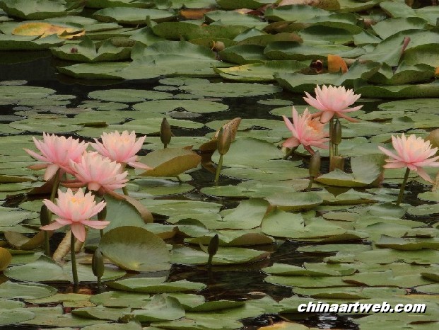 lotus flower and water lily photos 31