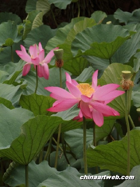 lotus flower and water lily photos 33