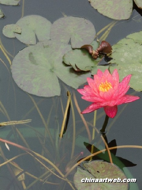lotus flower and water lily photos  36
