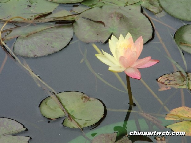 lotus flower and water lily photos 37