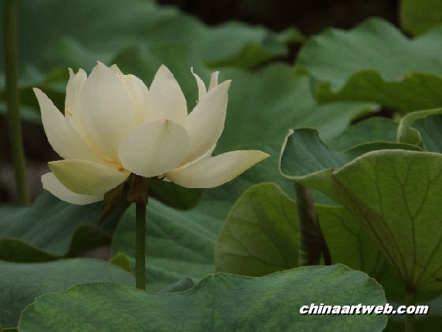 lotus flower and water lily photos 40