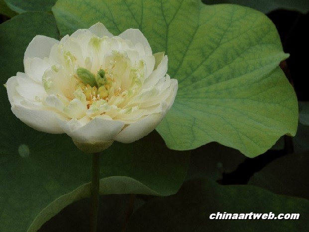 lotus flower and water lily photos 42