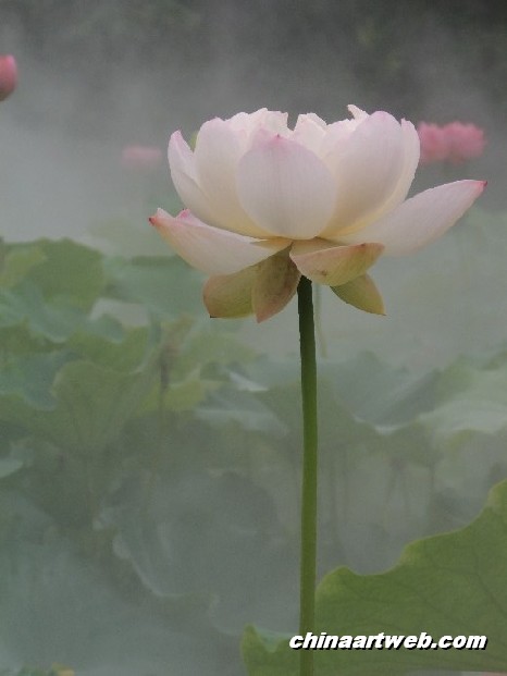 lotus flower and water lily photos 43