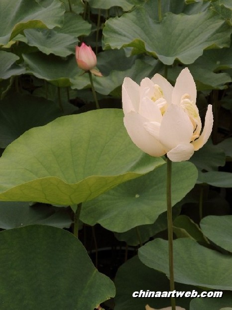 lotus flower and water lily photos 44