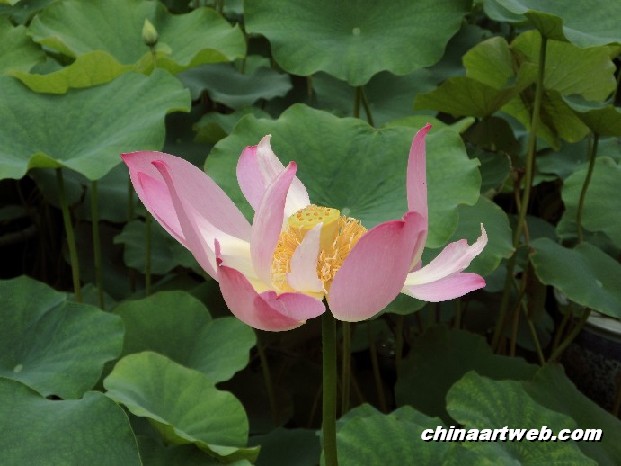 lotus flower and water lily photos 45