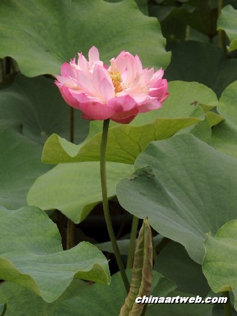 lotus flower and water lily photos 46