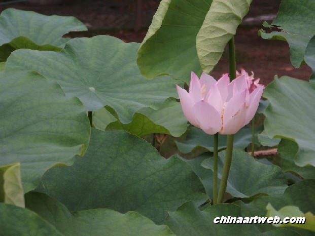 lotus flower and water lily photos 48