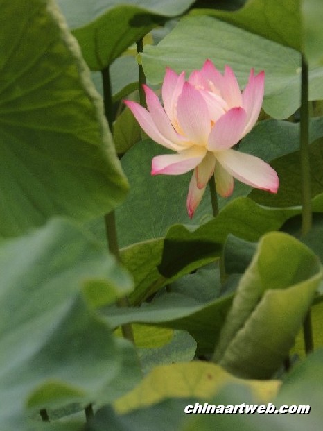 lotus flower and water lily photos 49