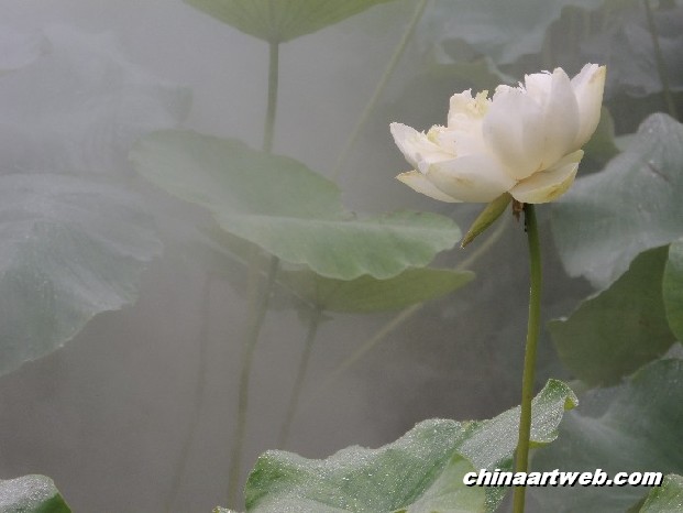 lotus flower and water lily photos 50