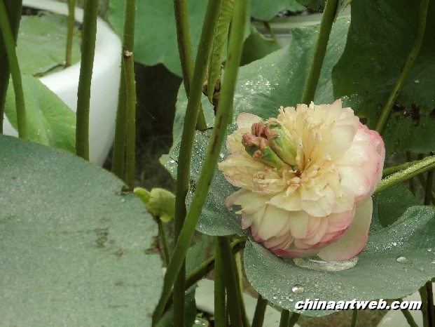 lotus flower and water lily photos 51