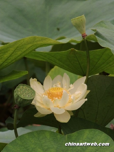 lotus flower and water lily photos 54