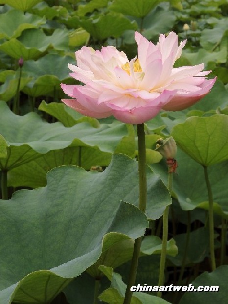 lotus flower and water lily photos 56