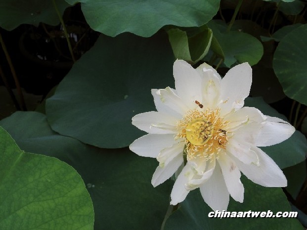 lotus flower and water lily photos 57