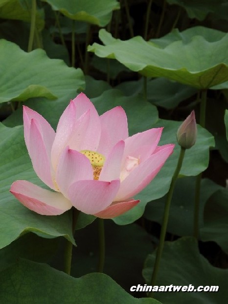 lotus flower and water lily photos 58