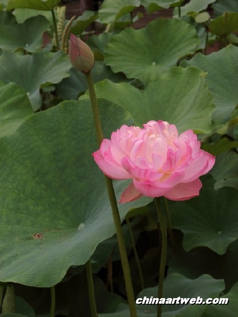 lotus flower and water lily photos 59