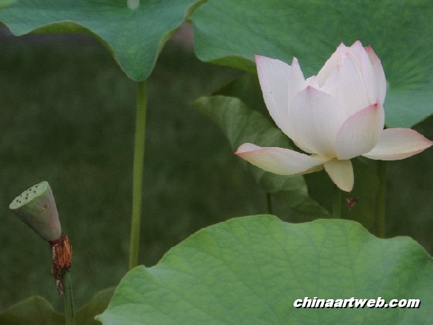 lotus flower and water lily photos 61