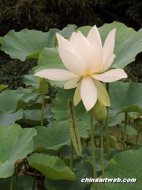 lotus flower and water lily photos 62